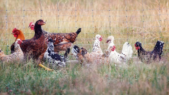 Đã có 2 ca tử vong vì cúm gia cầm H5N1 ở Campuchia
